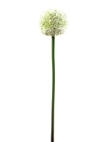 EUROPALMS Alliumzweig, k&uuml;nstlich, cremefarben, 55cm