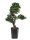 EUROPALMS Bonsai Podocarpus, Kunstpflanze, 80cm
