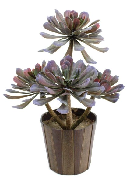 EUROPALMS Sukkulente Aeonium, Kunstpflanze, 30cm
