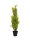 EUROPALMS Zypresse, Leyland, Kunstpflanze,  75cm