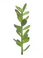 EUROPALMS Geldb&auml;umchen-Spross, Kunstpflanze, 30cm